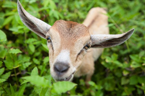 Kambing Hamil Tewas Usai Diperkosa 8 Pria India